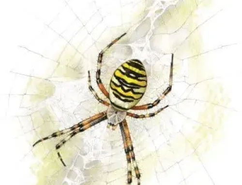 Pocket Guide to British Spiders – Bloomsbury Wildlife Guides – Richard Lewington PDF EPUB Ebook