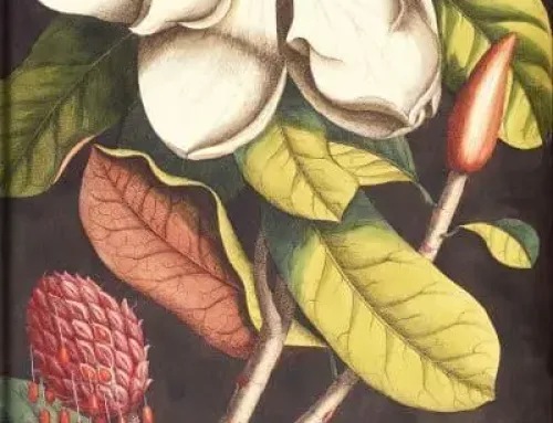 Catesby’s Natural History – Stephen A. Harris, Mark Catesby PDF EPUB Ebook